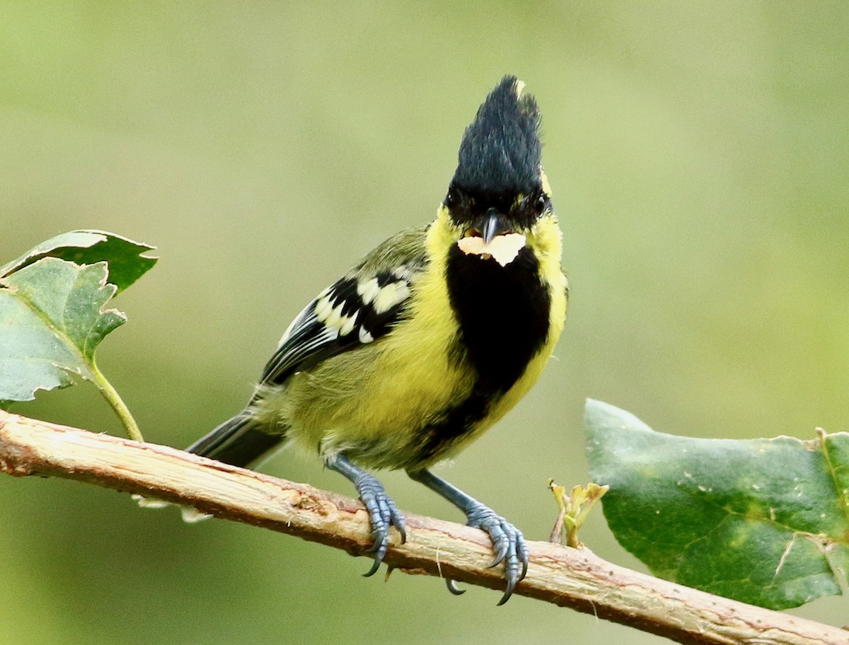 Indian Yellow Tit - ML641925803
