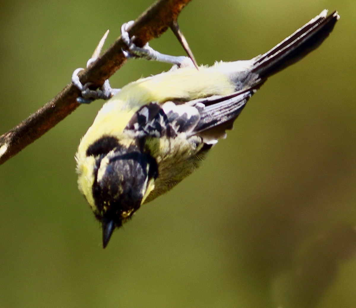Indian Yellow Tit - ML641925804