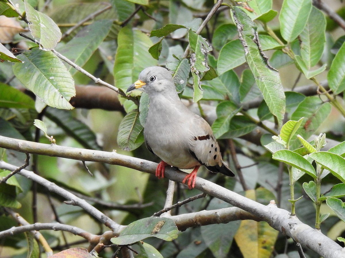Croaking Ground Dove - ML641925817