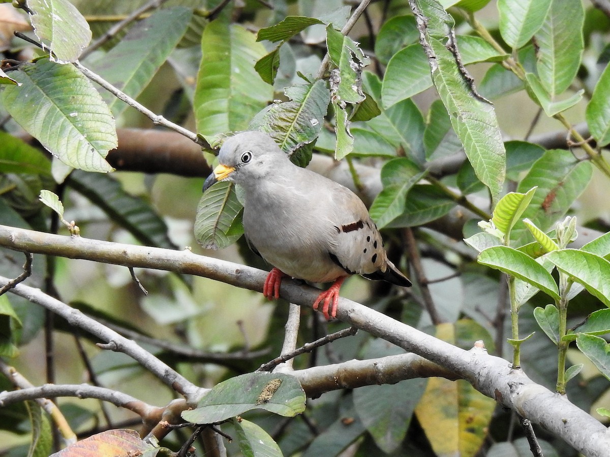 Croaking Ground Dove - ML641925818