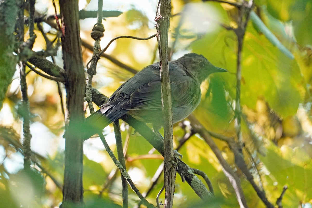 Gray Catbird - ML641925828