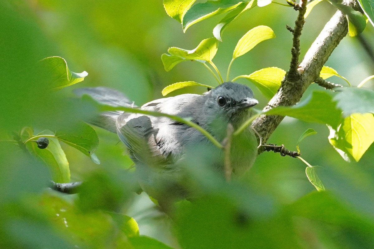 Gray Catbird - ML641925829