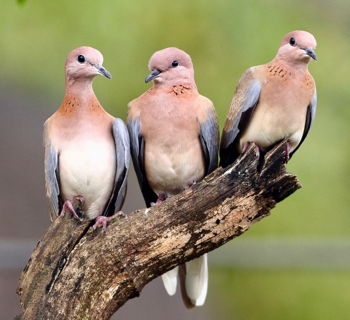 Laughing Dove - ML641925830