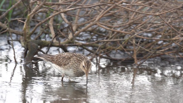 Pectoral Sandpiper - ML641925854