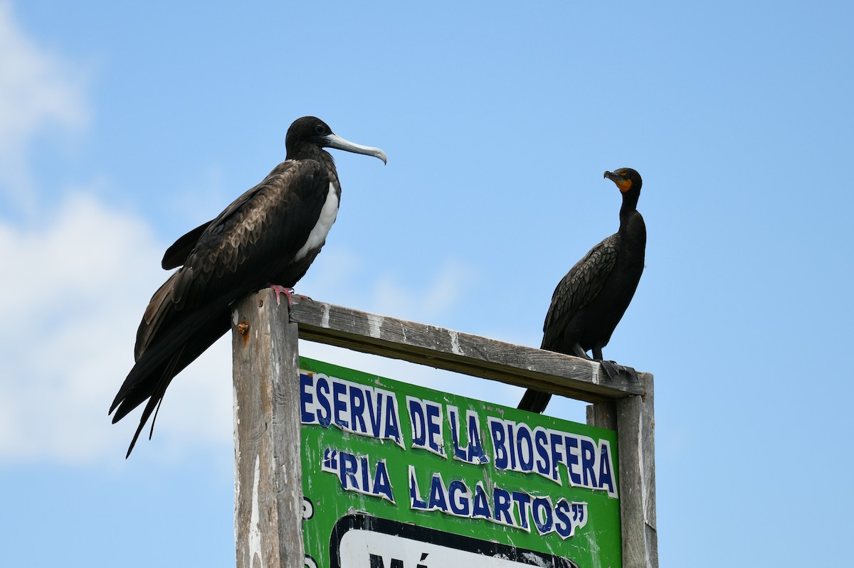 Magnificent Frigatebird - ML641925858