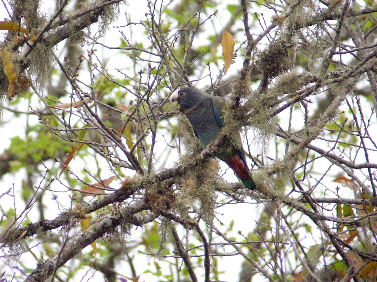 Loro Senil - ML641925872