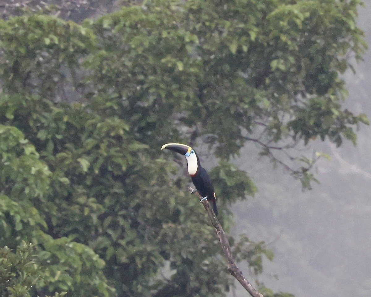 Channel-billed Toucan - ML641925884