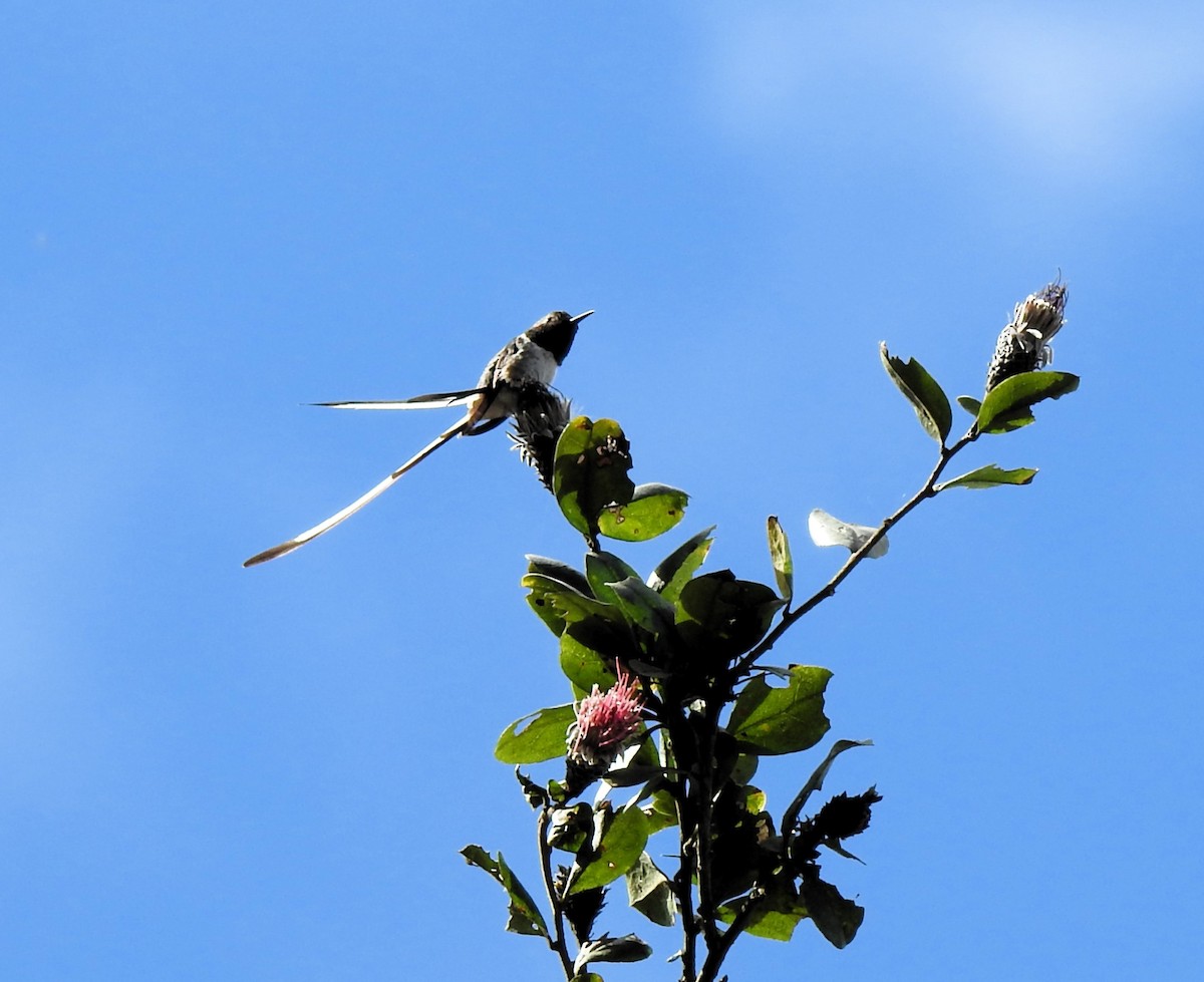 Peruvian Sheartail - ML641925891