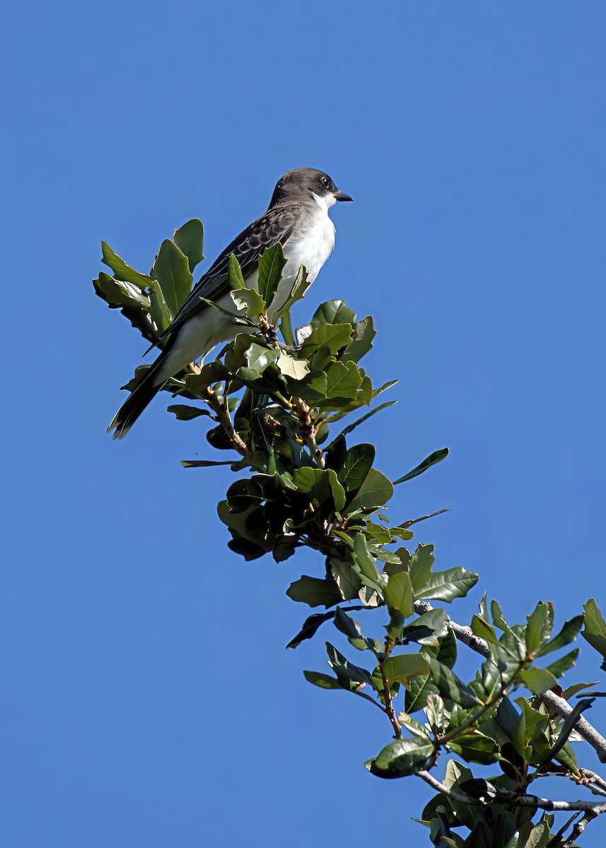 Eastern Kingbird - ML641925906