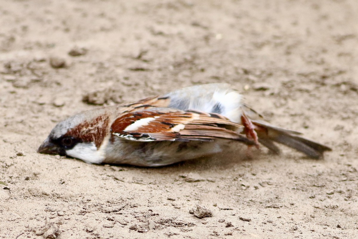 House Sparrow - ML641925942