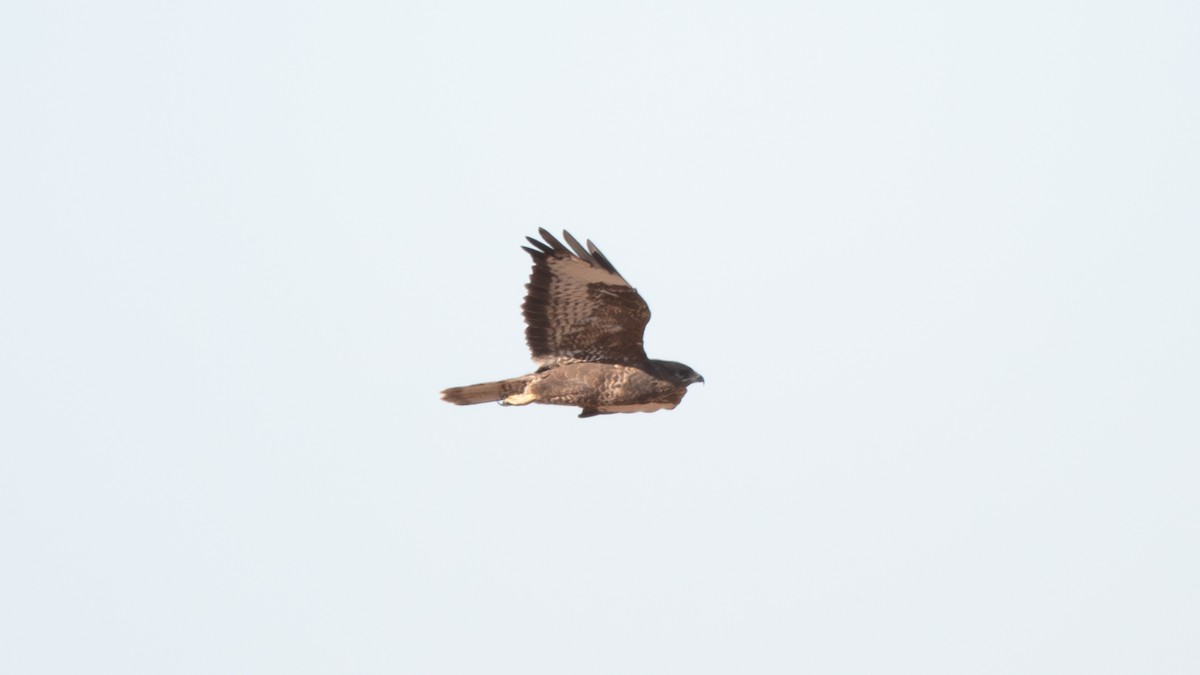 Buse variable (buteo) - ML641925957