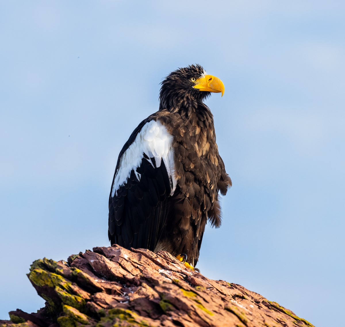 Steller's Sea-Eagle - ML641925958