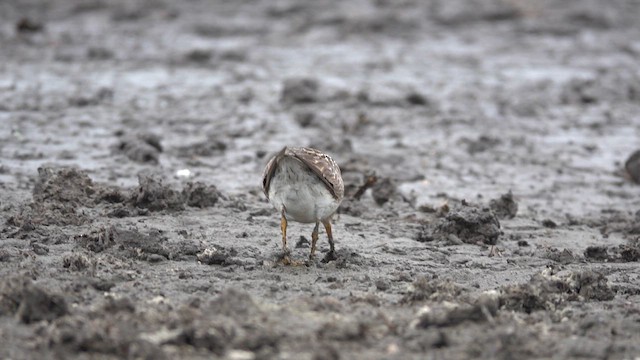 Pectoral Sandpiper - ML641925985