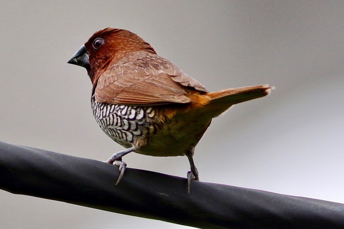 Scaly-breasted Munia - ML641926011
