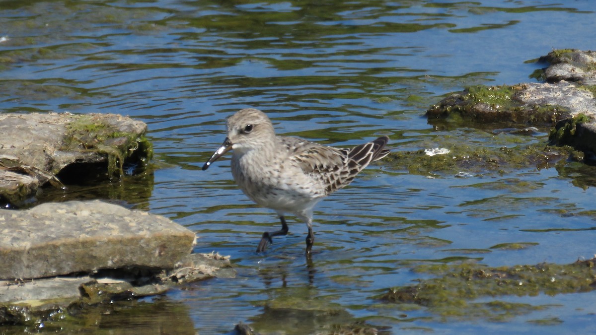 Weißbürzel-Strandläufer - ML641926105