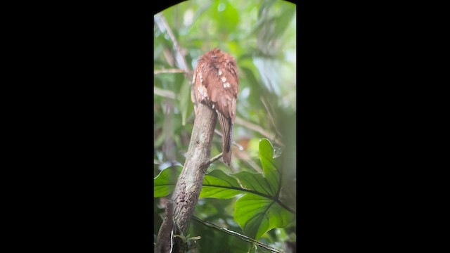 Rufous Potoo - ML641926169