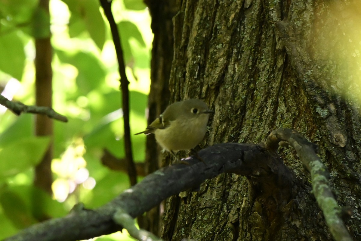 Ruby-crowned Kinglet - ML641926175