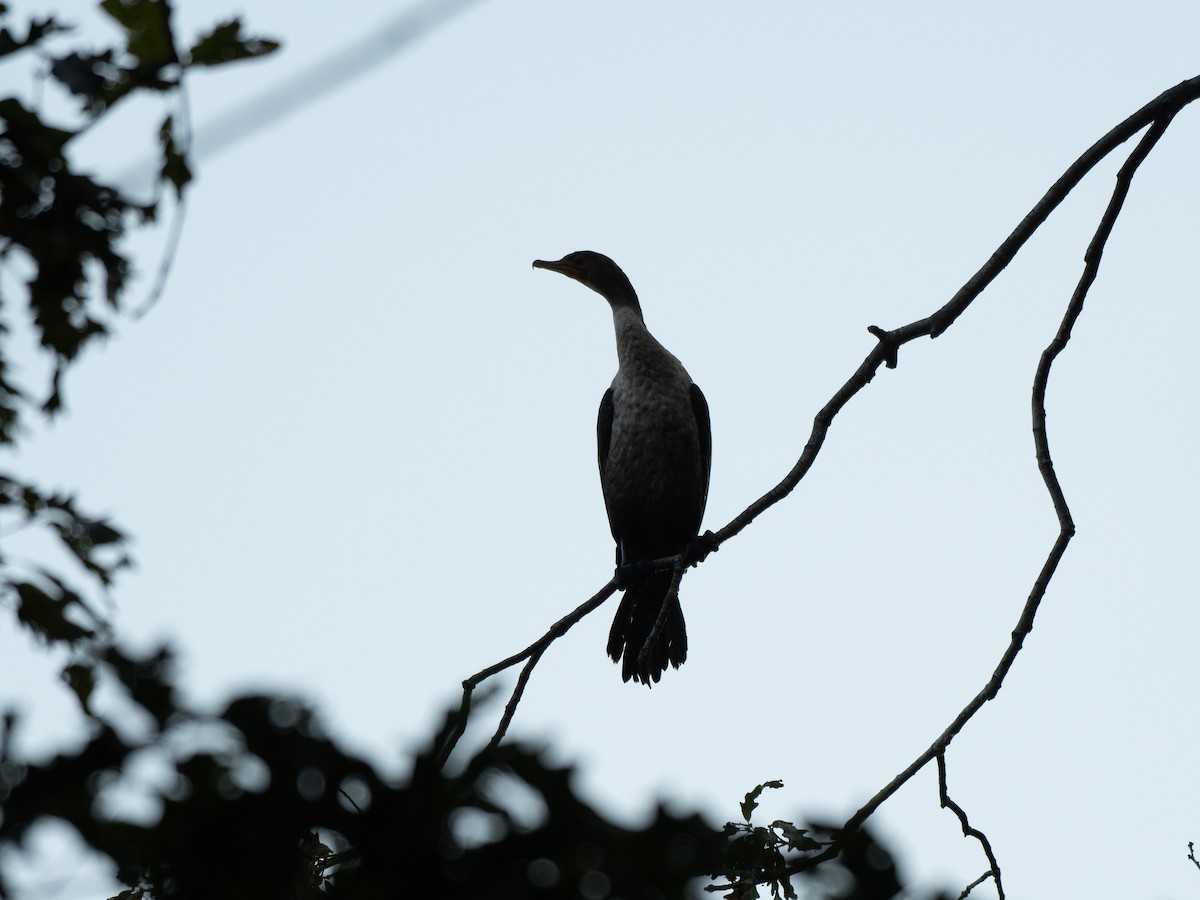 Double-crested Cormorant - ML641926180