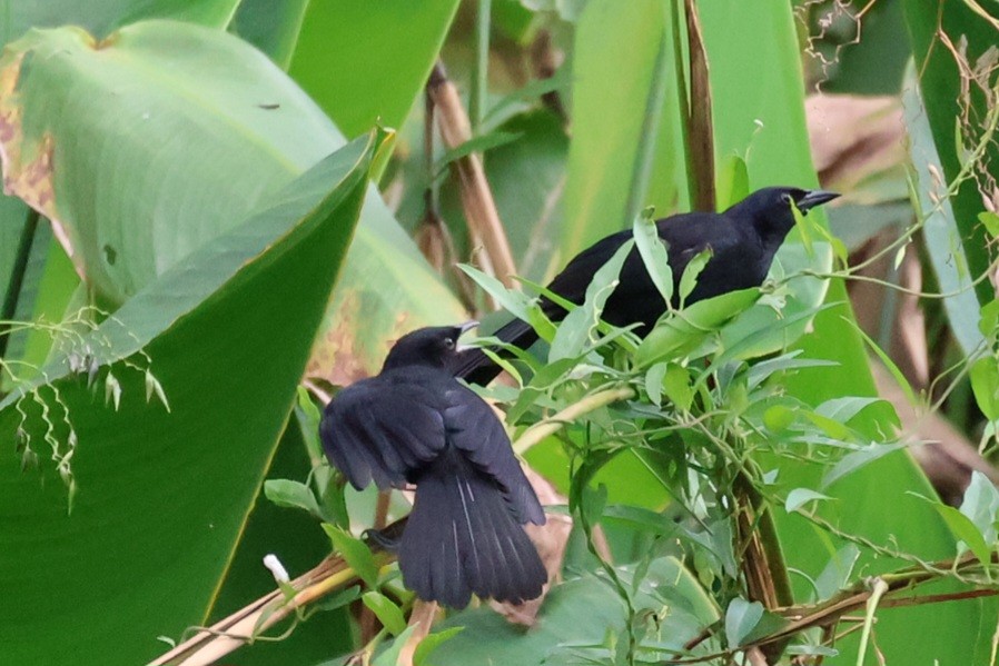 Melodious Blackbird - ML641926181