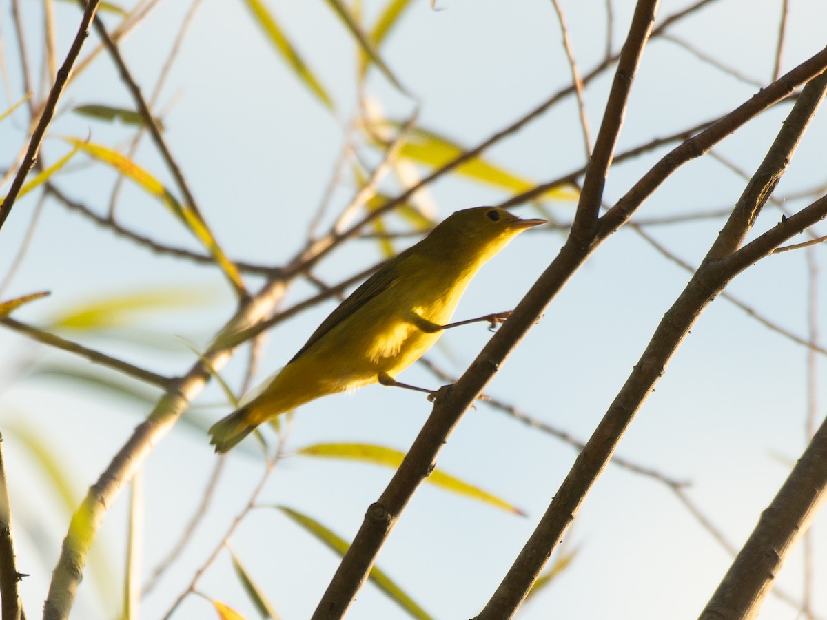Yellow Warbler - ML641926204