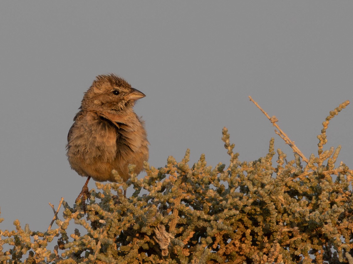 Lark-like Bunting - ML641926211