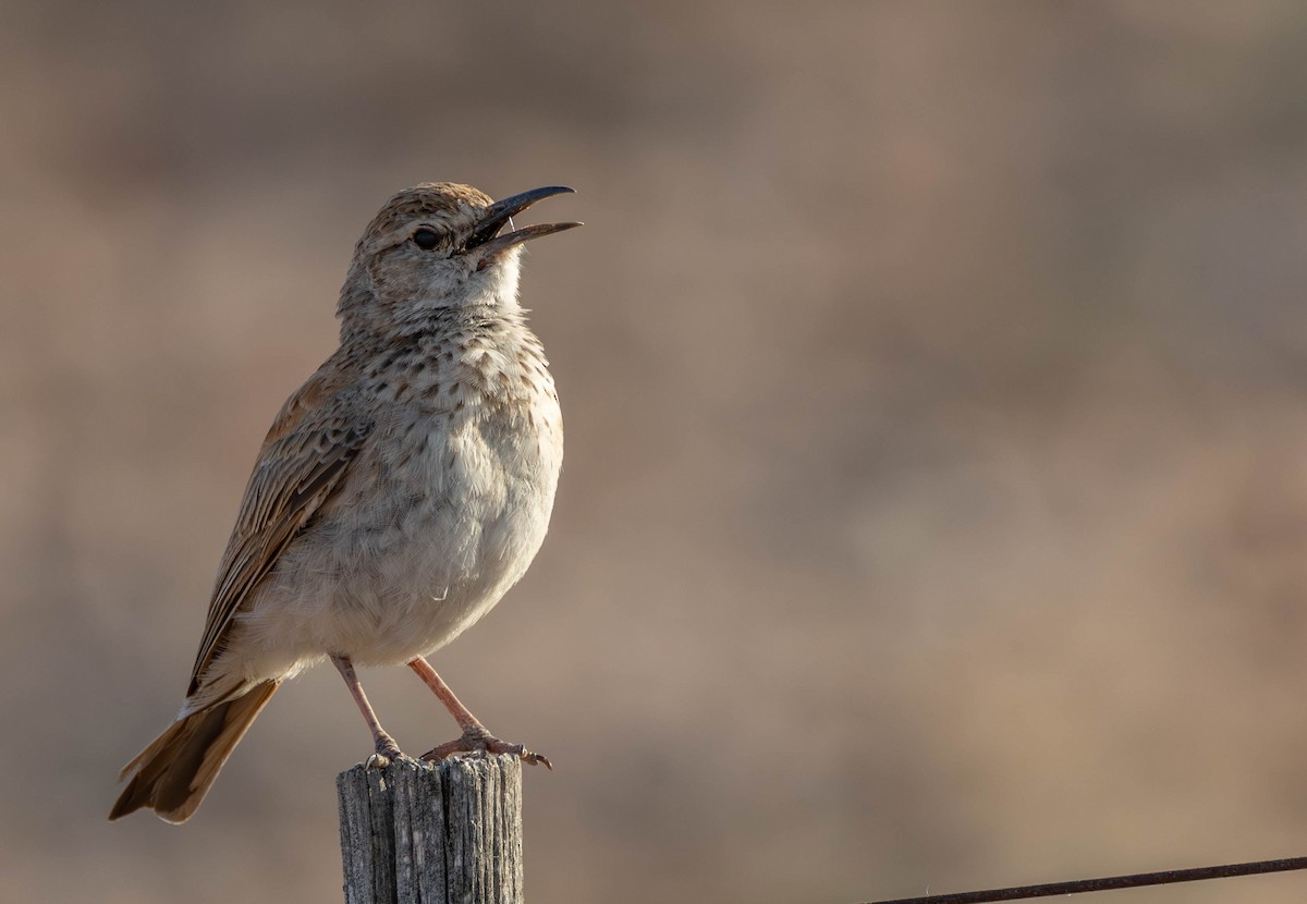 Alouette du Namaland (groupe subcoronata) - ML641926258