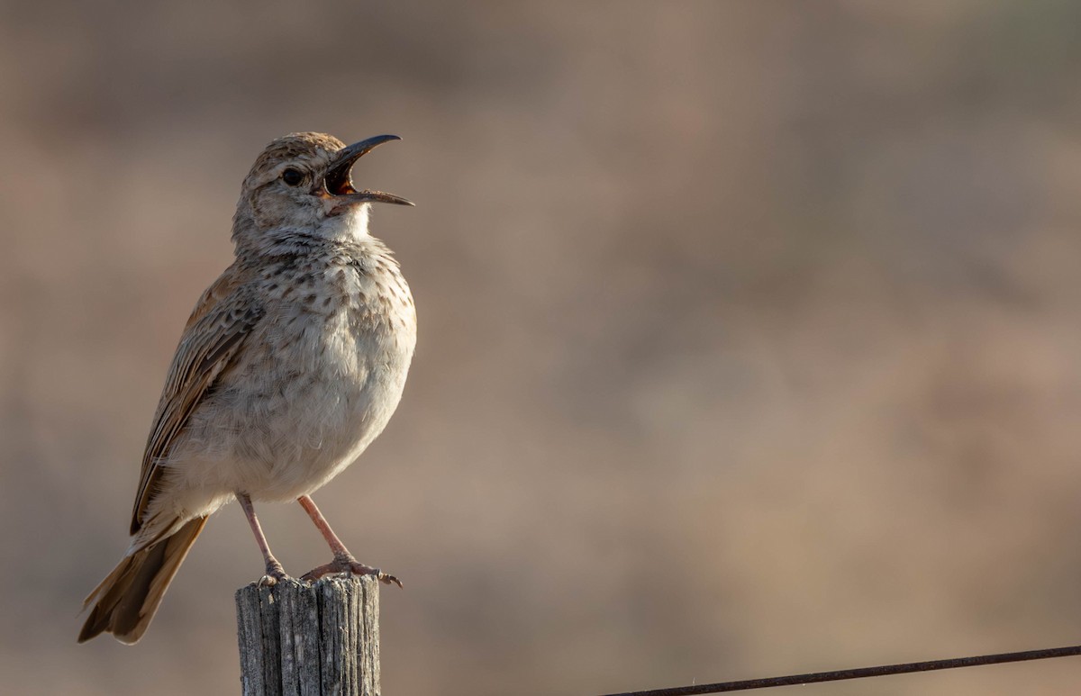 Alouette du Namaland (groupe subcoronata) - ML641926259
