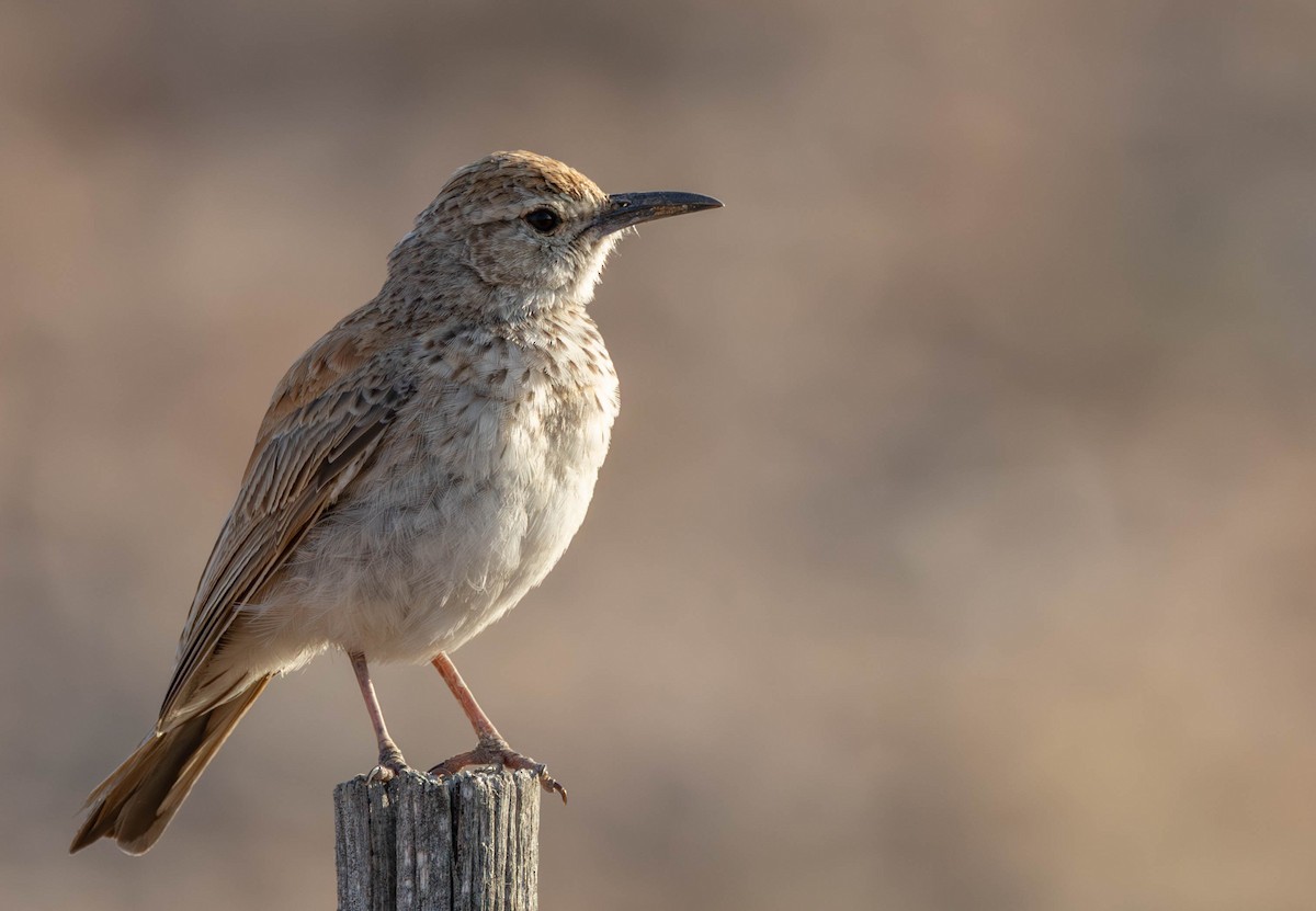 Alouette du Namaland (groupe subcoronata) - ML641926260