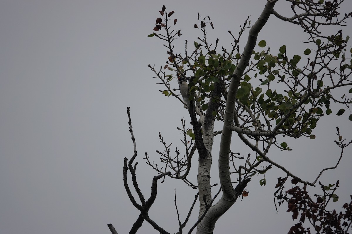 Downy Woodpecker - ML641926268