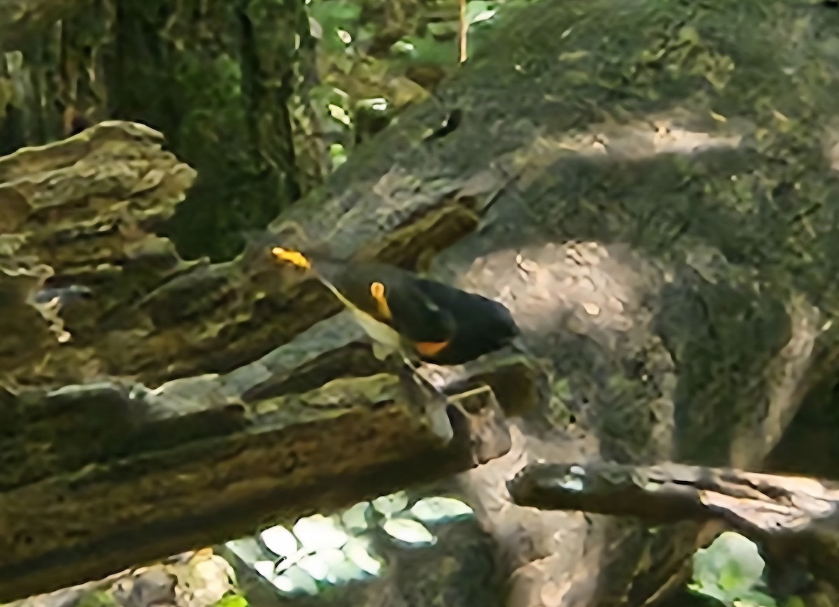 American Redstart - ML641926275