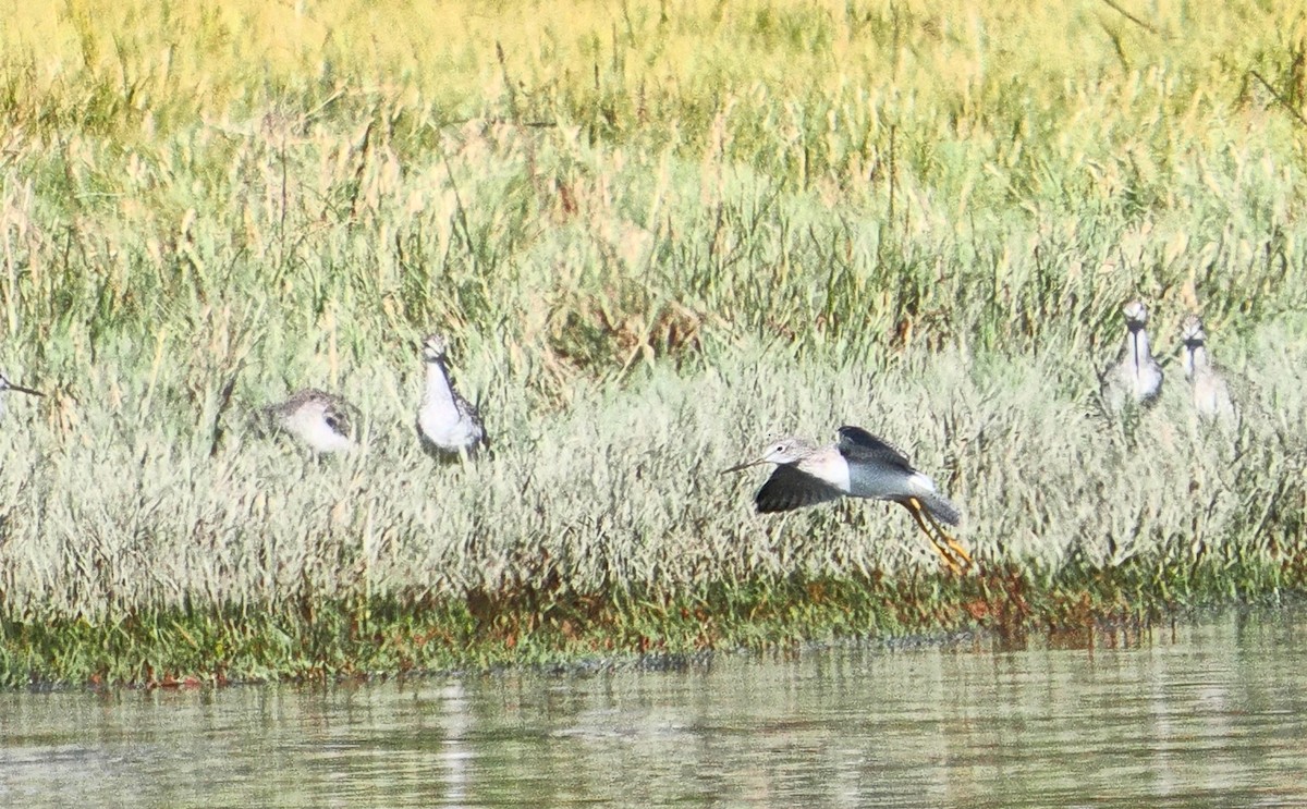 Greater Yellowlegs - ML641926292
