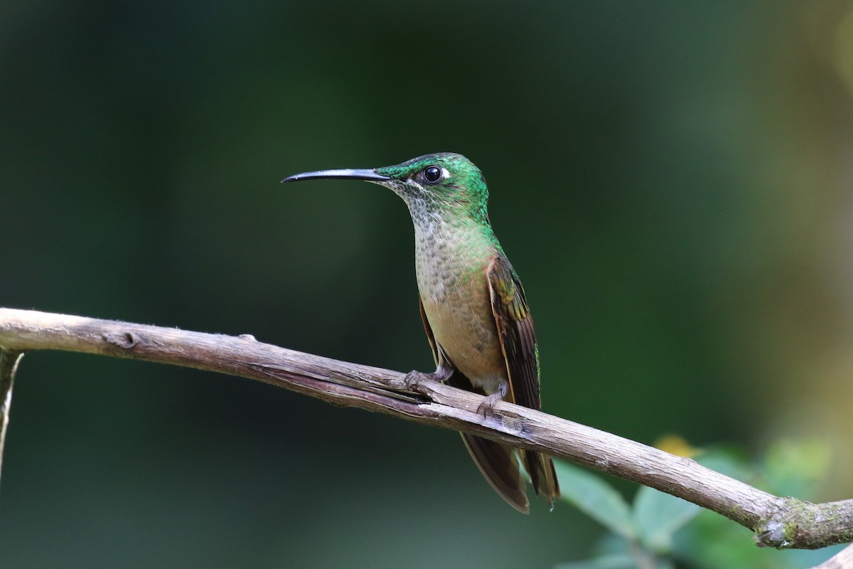 Fawn-breasted Brilliant - ML641926300