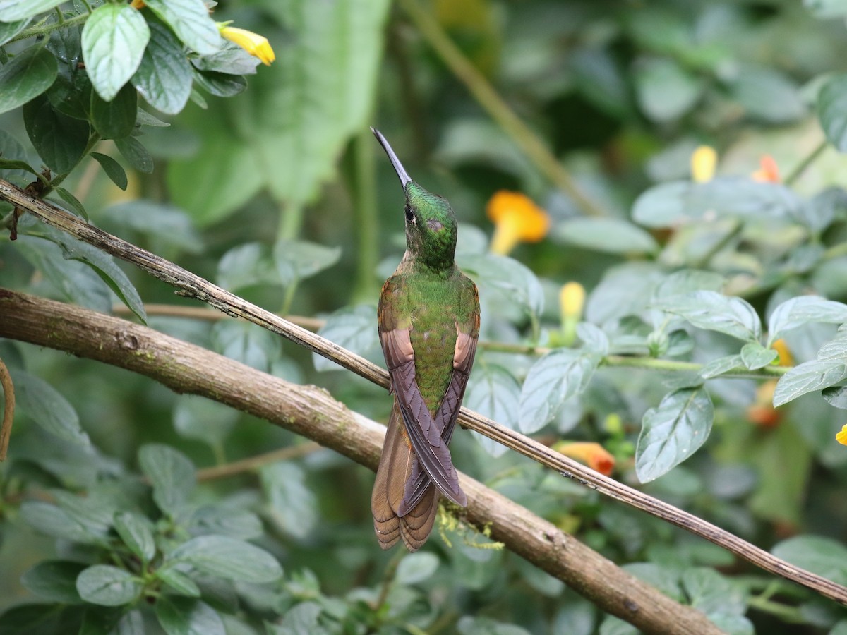 Fawn-breasted Brilliant - ML641926301