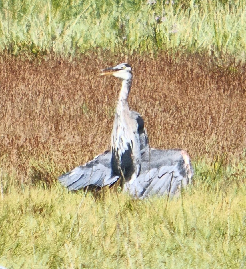 Great Blue Heron - ML641926309