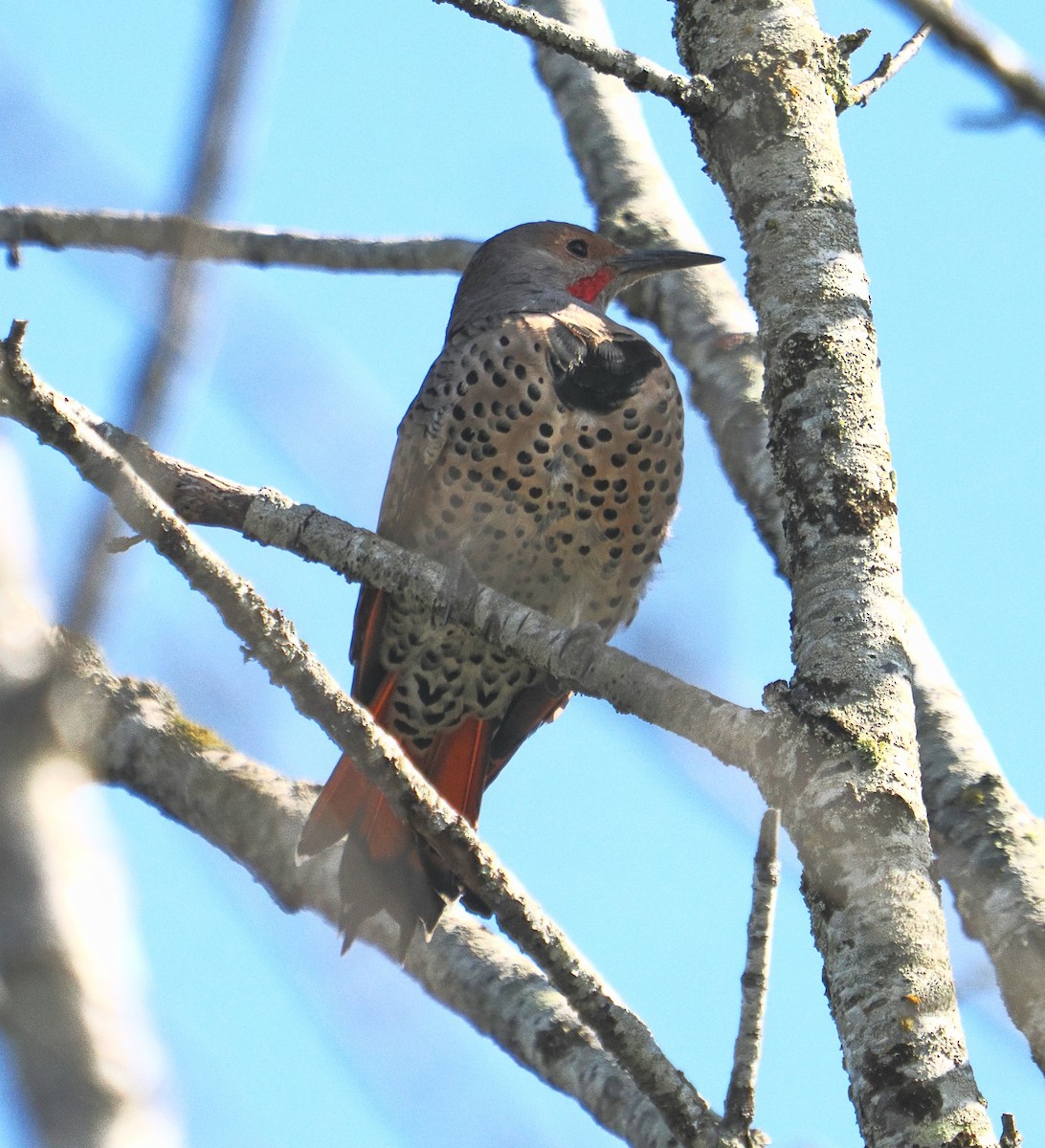 Northern Flicker - ML641926316