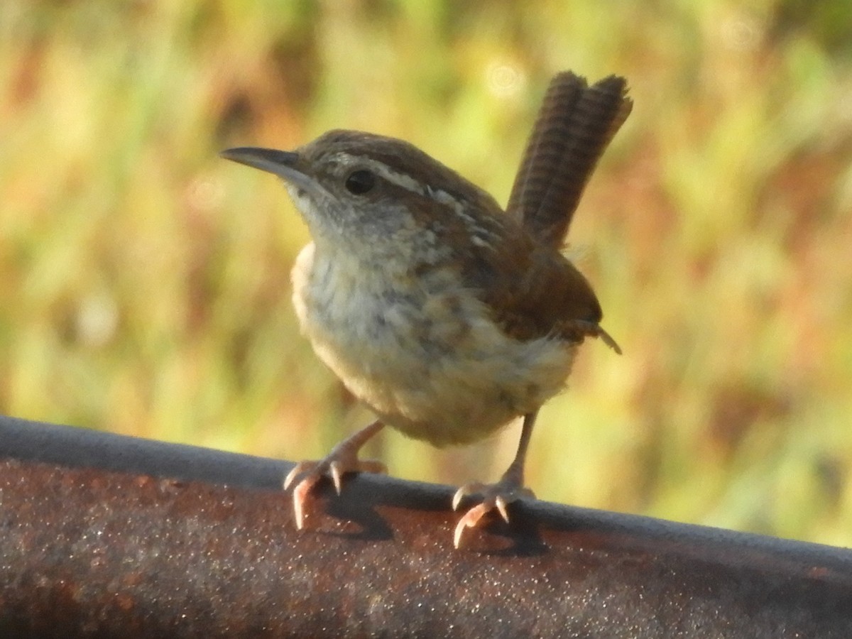Carolina Wren - ML641926336