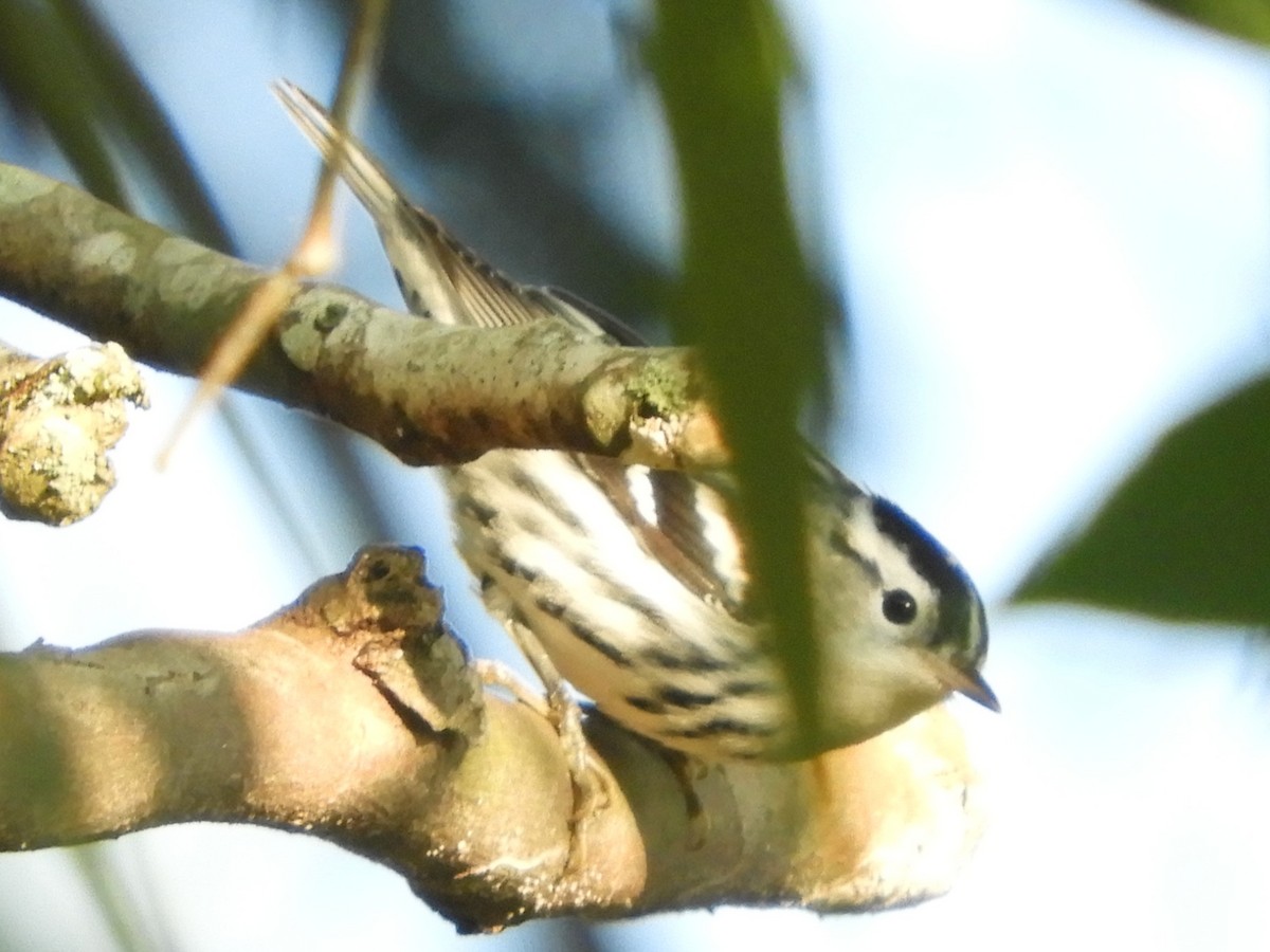 Black-and-white Warbler - ML641926340