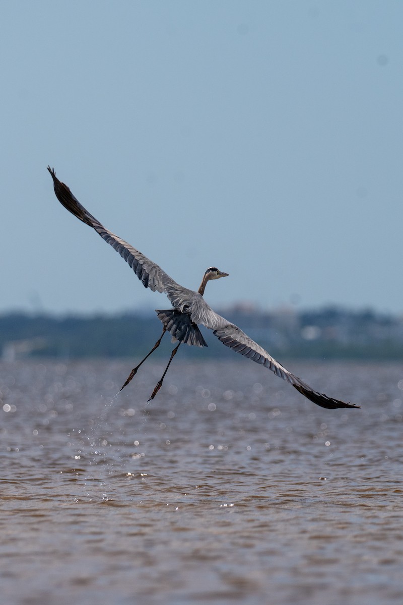 Great Blue Heron (Great Blue) - ML641926346