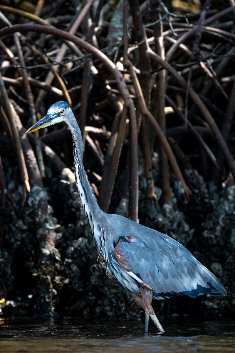 Great Blue Heron (Great Blue) - ML641926347