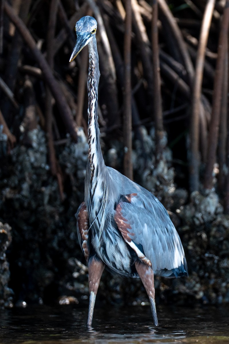 Great Blue Heron (Great Blue) - ML641926348
