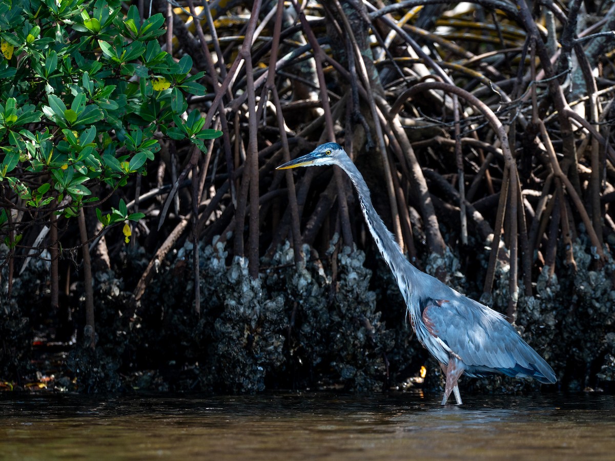 Great Blue Heron (Great Blue) - ML641926349