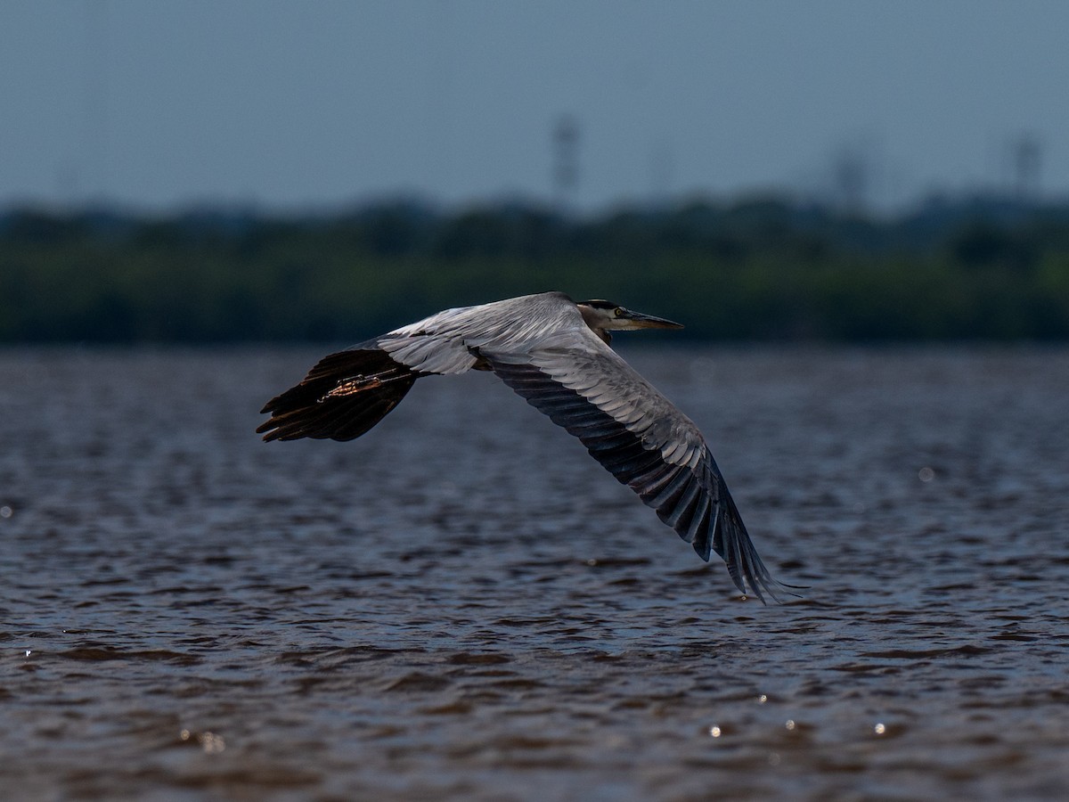 Great Blue Heron (Great Blue) - ML641926350