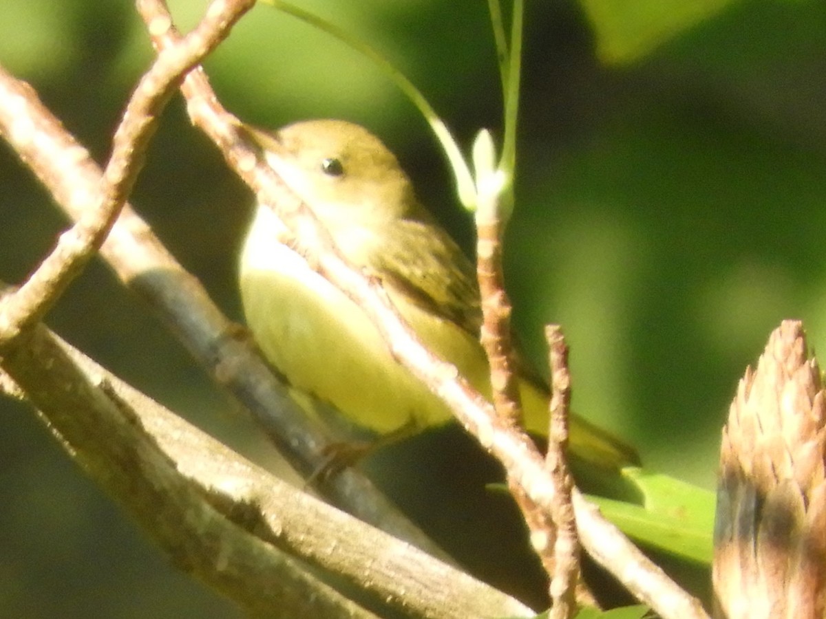 Yellow Warbler - ML641926351