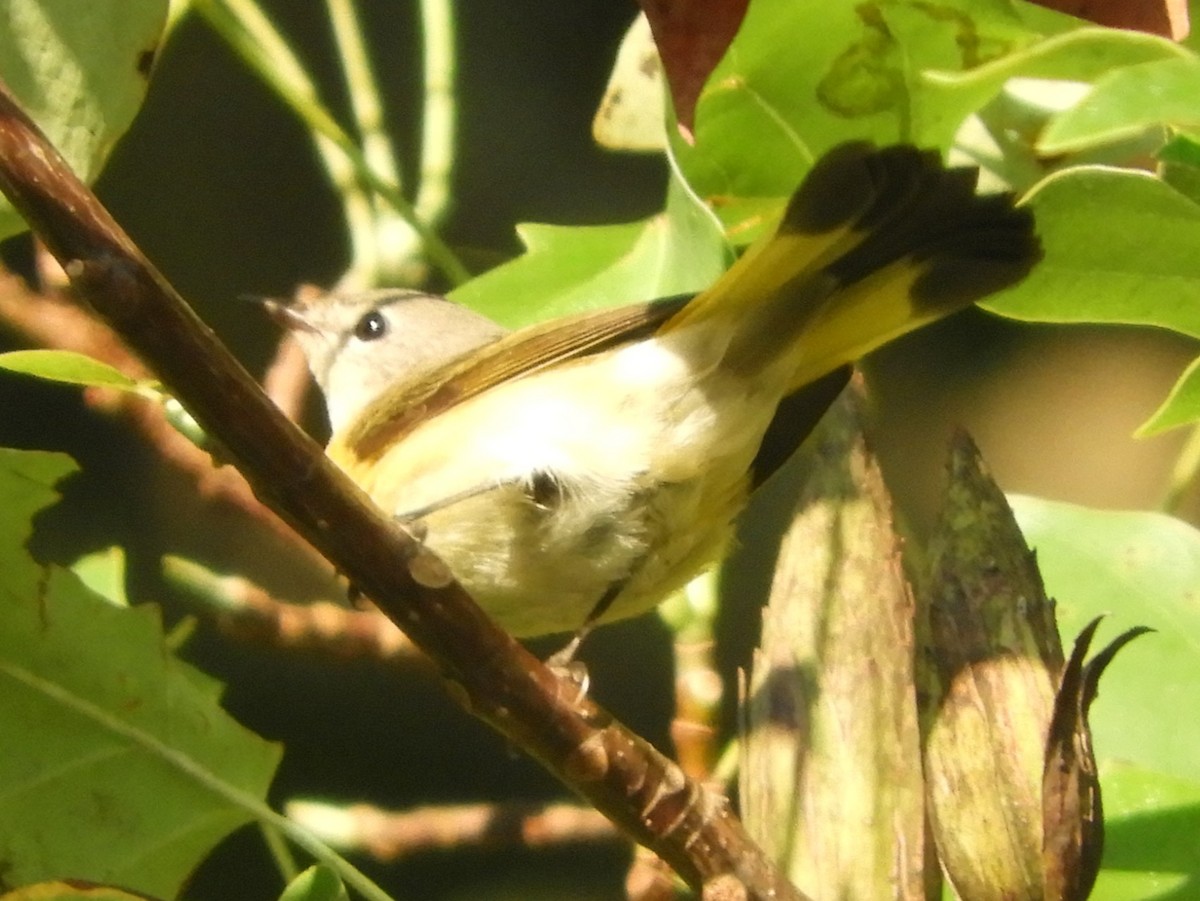 American Redstart - ML641926370