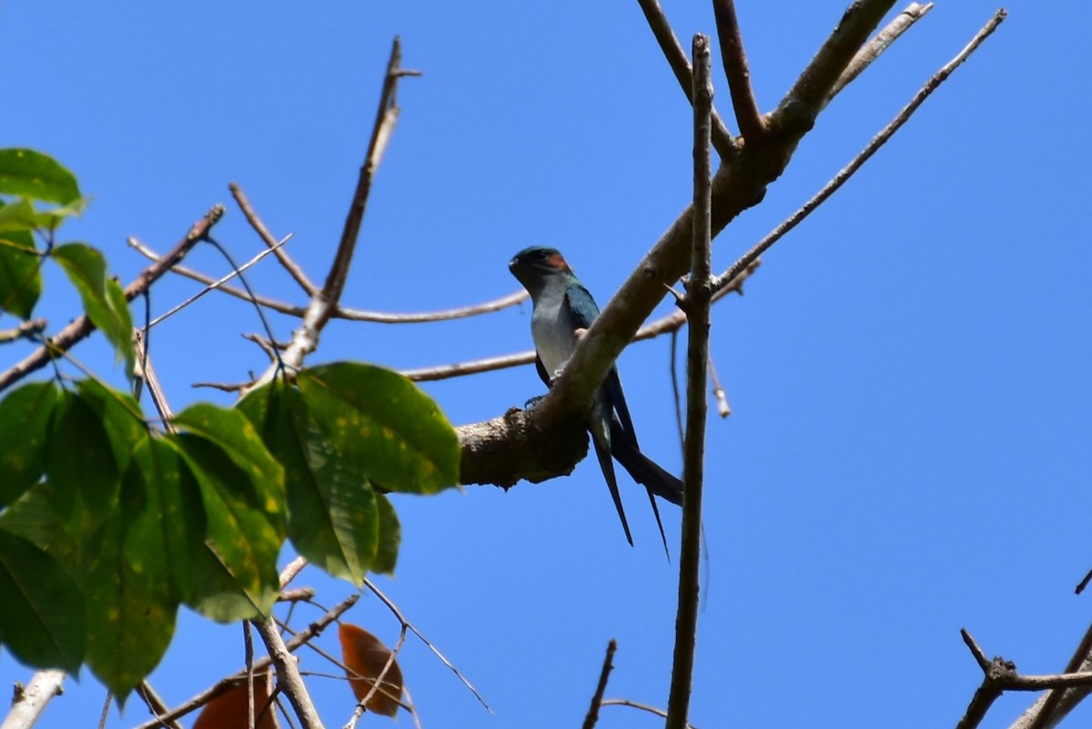 カンムリアマツバメ - ML641926379