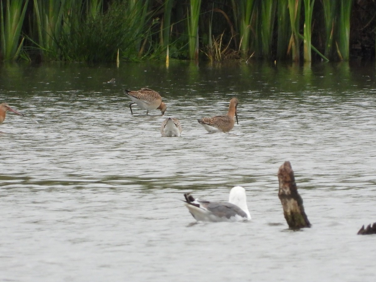 Black-tailed Godwit - ML641926401