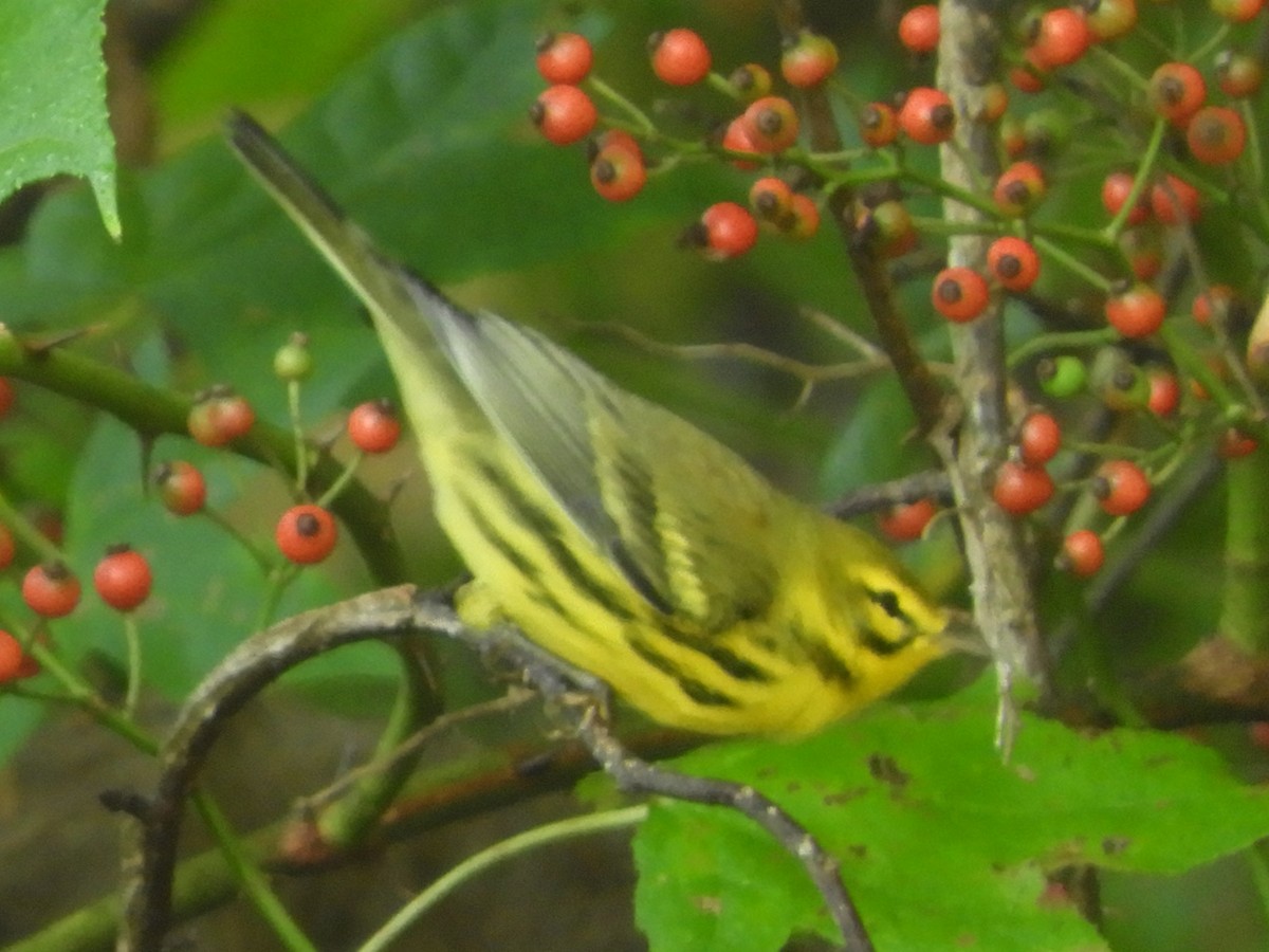 Prairie Warbler - ML641926402
