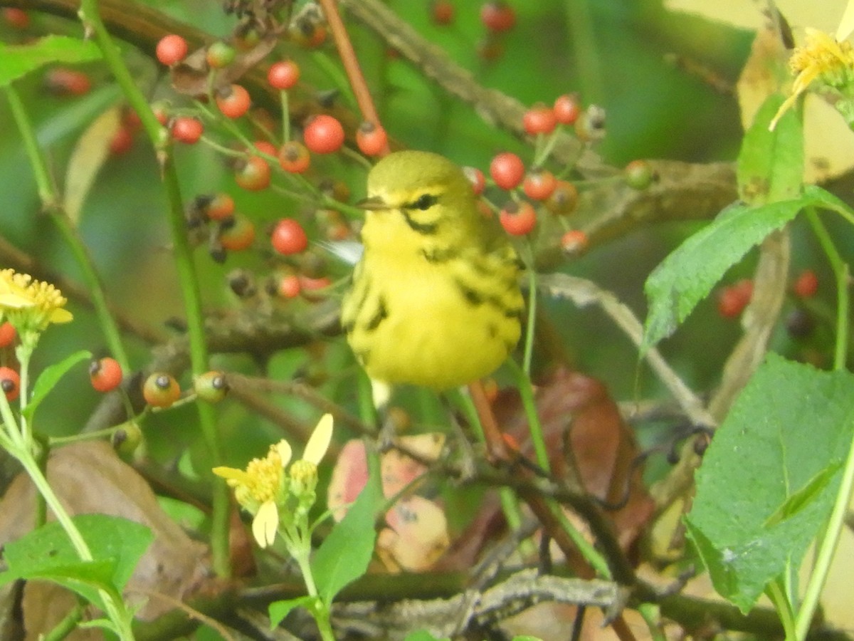 Prairie Warbler - ML641926403