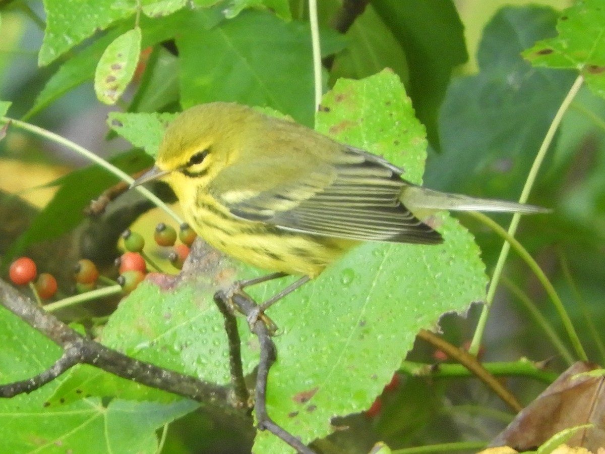 Prairie Warbler - ML641926404