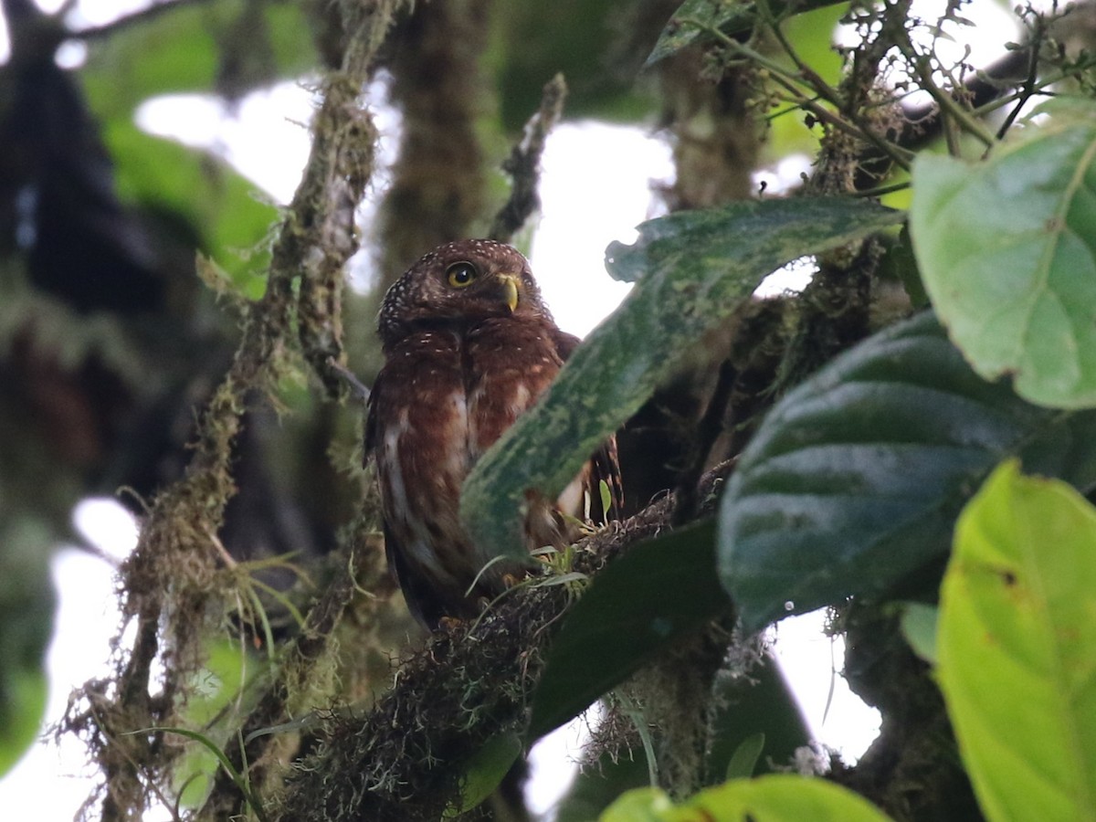 Cloud-forest Pygmy-Owl - ML641926407